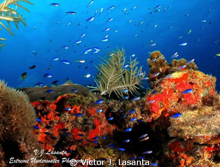 Babys Blue Chromis at Yellow Road Dive site in Tourmarine... by Victor J. Lasanta 