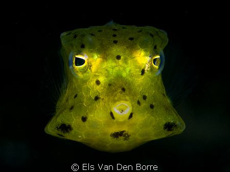 Green baby cowfish. by Els Van Den Borre 