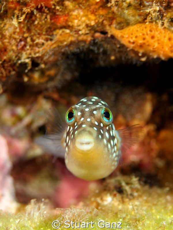 Here's a Hawaiian white spotted toby with some big sad bl... by Stuart Ganz 