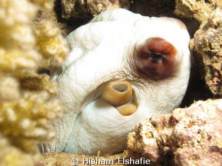 Octopus, at Gobal Island Dive Site by Hisham Elshafie 