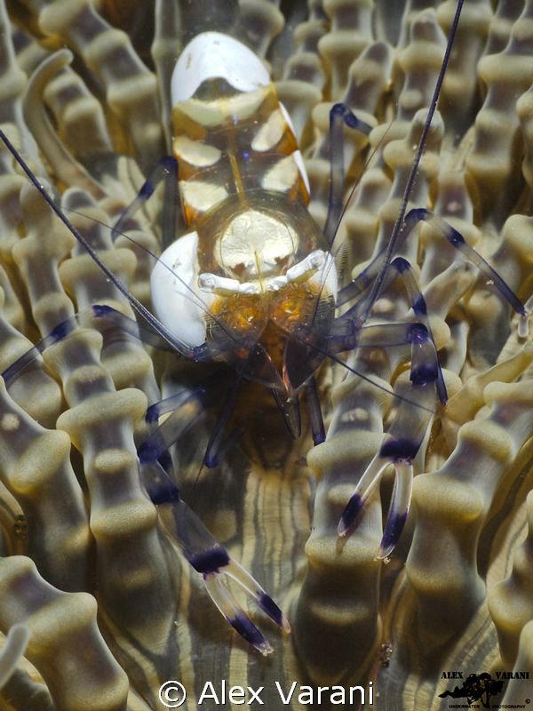 Just come back from Menjangan and Tulamben. Amazing dive ... by Alex Varani 