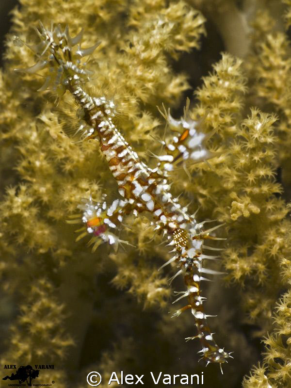 Solenostomus paradoxus by Alex Varani 
