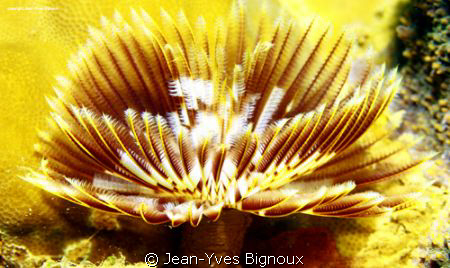Mauritius Tube worm at 14metres Mauritius Underwater Phot... by Jean-Yves Bignoux 