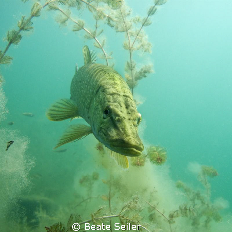 Northern Pike by Beate Seiler 