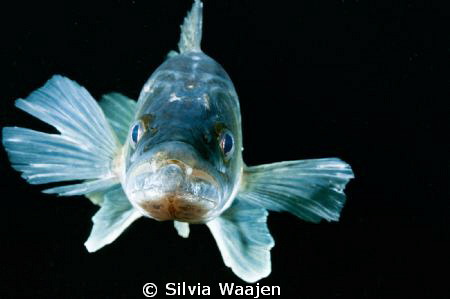 pike-perch 
 by Silvia Waajen 