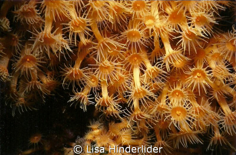 Colonial polyps- Catalina Island by Lisa Hinderlider 
