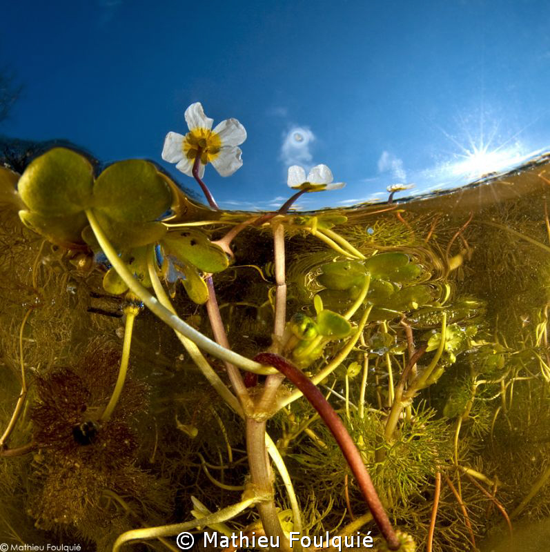 not really over-under but definitely freshwater by Mathieu Foulquié 