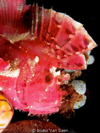 Red-Purple Leaf Scorpion Fish by Bruno Van Saen 