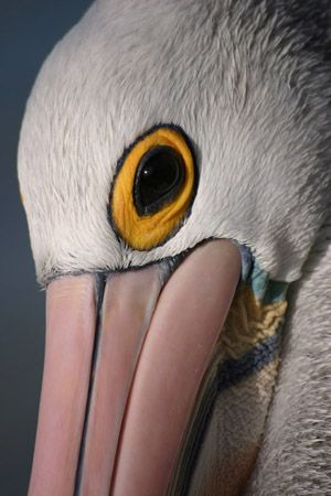 Australian Pelican wins with American Pelican in the beau... by Pawel Achtel 