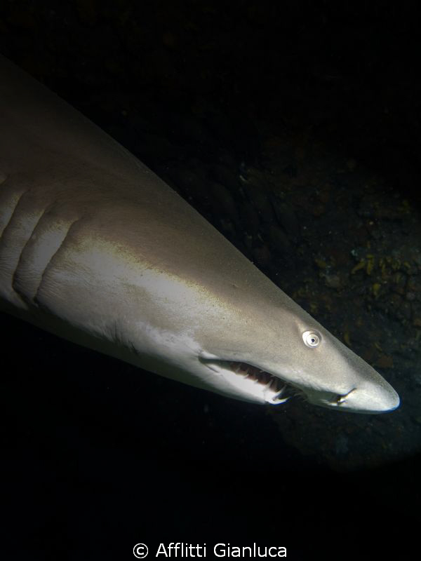 bullshark by Afflitti Gianluca 