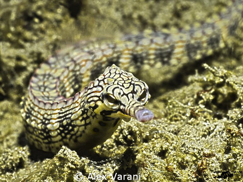 corythoichthys intestinalis in Secret Bay (Bali) by Alex Varani 