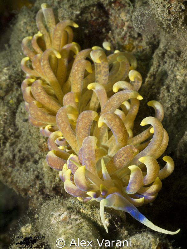 phyllodesmium magnum by Alex Varani 