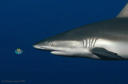 -on the run-

Grey Reef Shark (Carcharhinus amblyrhynch... by Reinhard Arndt 