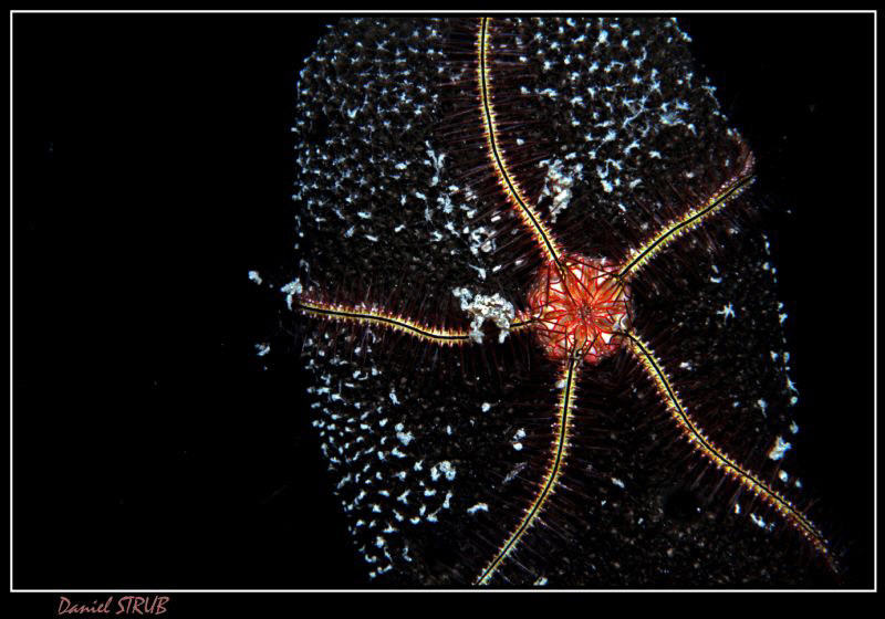 who's STAR are you? :-D by Daniel Strub 