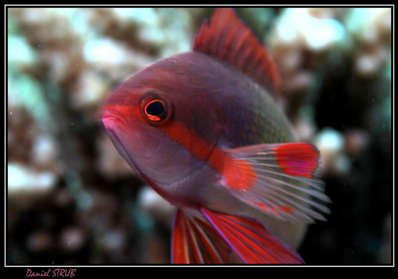 Anthias - low speed, f8, gives a funny blur that brings s... by Daniel Strub 