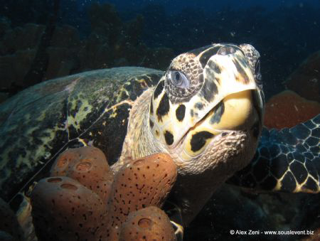 Hawksbill turtle conversation... by Alex Zeni 