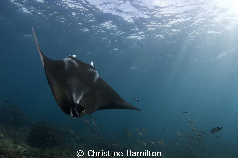 Julian Rocks, Byron Bay. It is not uncommon to dive with ... by Christine Hamilton 