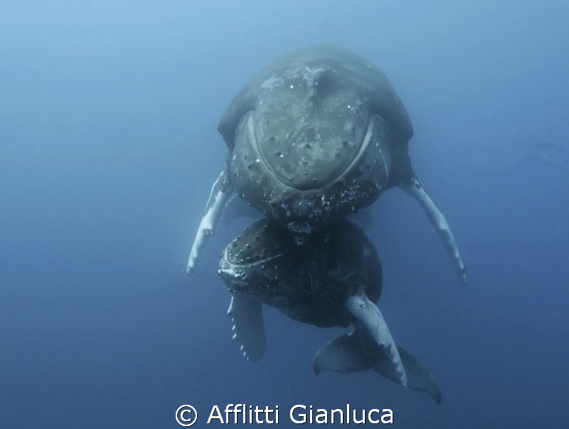 family of humpback whales by Afflitti Gianluca 