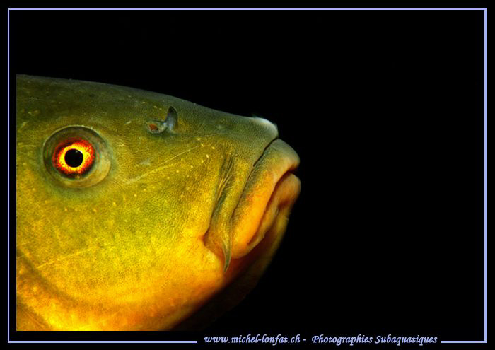 Tench portrait... :O)... by Michel Lonfat 