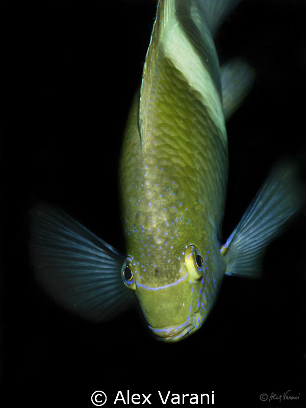 Here I am (Dischistodus prosopotaenia) by Alex Varani 