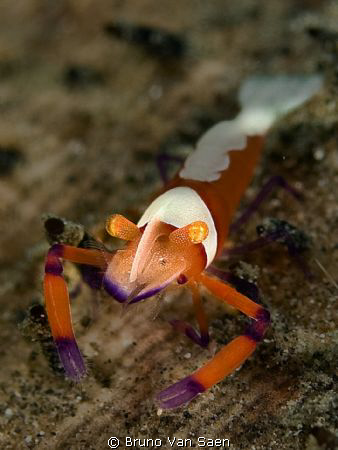 Imperator Shrimp by Bruno Van Saen 