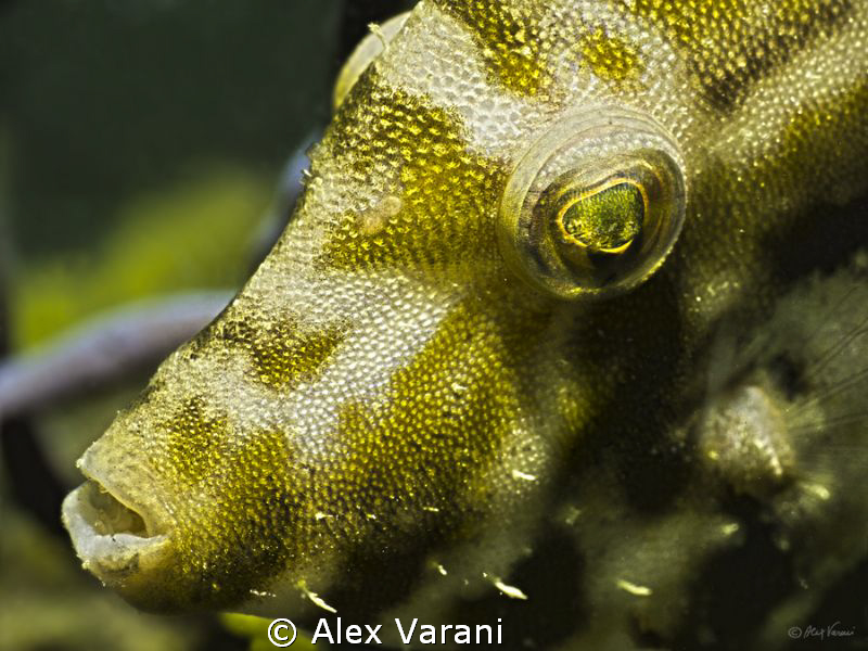 Pseudomonacanthus macrurus juvenile (portrait) by Alex Varani 