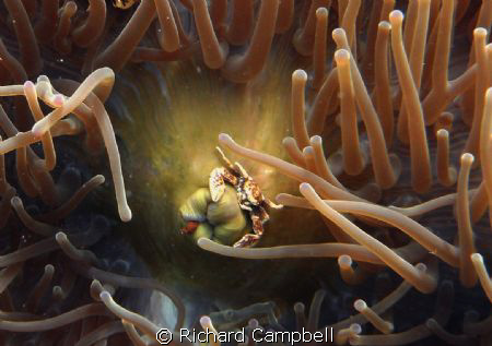 sealife dc1000 by Richard Campbell 