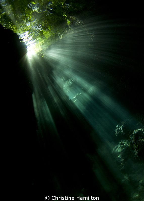 Jungle Reflections by Christine Hamilton 