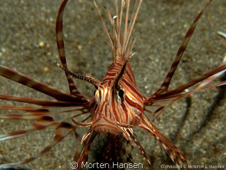 Small lionfish resting on the bottom of Jepun in Padang B... by Morten Hansen 