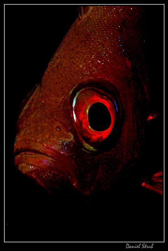 Red eye :-D by Daniel Strub 