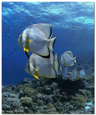 -Batfish-

(Platax orbicularis) by Reinhard Arndt 