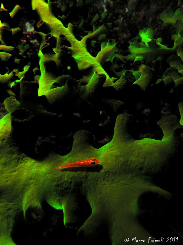 red on green... by Marco Faimali 