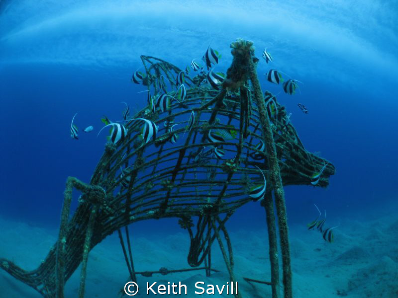 Taking pictures of Banner fish on this artifical reef whe... by Keith Savill 