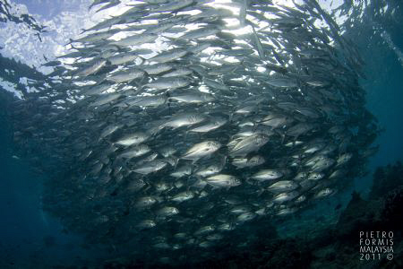 Sipadan by Pietro Formis 