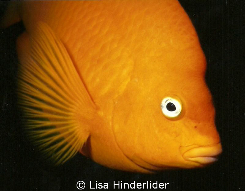 Garibaldi portrait- Catalina Island CA by Lisa Hinderlider 