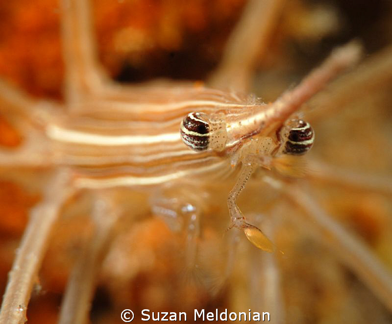 "Here's lookin' at you kid!" . . . or . . . a face only a... by Suzan Meldonian 