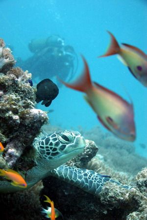 Turtle and Nina. A picture taken at the Mnebe Atoll of th... by Rikard Andersson 