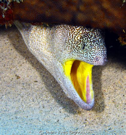 EEL MAURITIUS,was taken next to the Emily Shipwreck Mauri... by Jean-Yves Bignoux 
