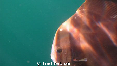 This photo was taken with a Canon G12 Camera while snorke... by Trad Babhair 