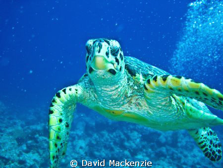 Was looking at some coral when my wife told me to turn ro... by David Mackenzie 