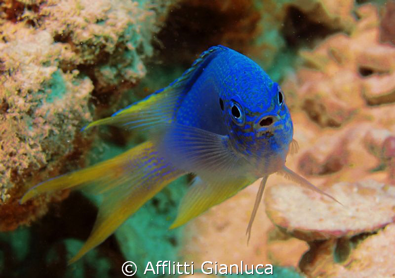 hello!!! by Afflitti Gianluca 