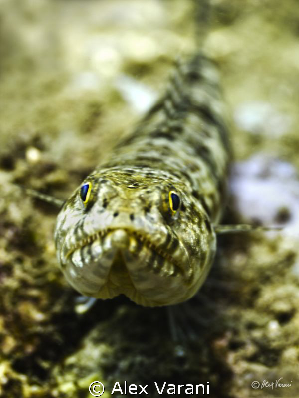 Synodus variegatus close up by Alex Varani 