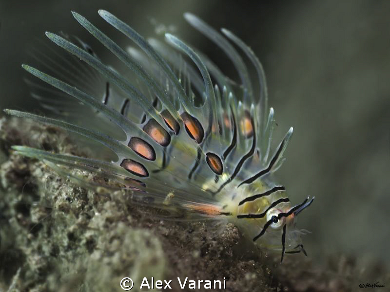 Baby Lionfish by Alex Varani 