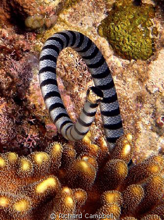 Sealife DC1000... by Richard Campbell 