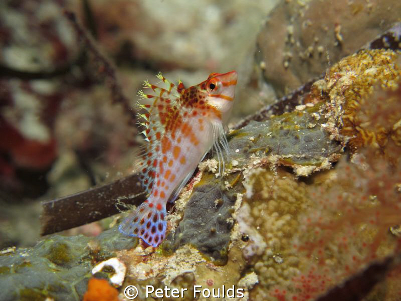 Hawkfish shot with Canon G12 by Peter Foulds 