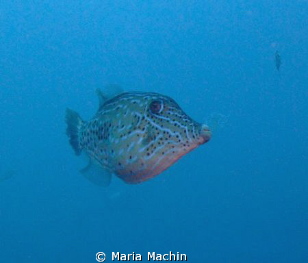 Fuji F100, Scribbled File Fish on Koh Tachai Similans, si... by Maria Machin 