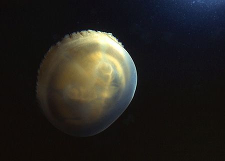 Moonstruck by Beverly Speed 