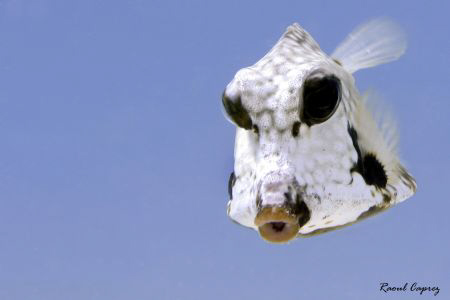 The white Mask by Raoul Caprez 