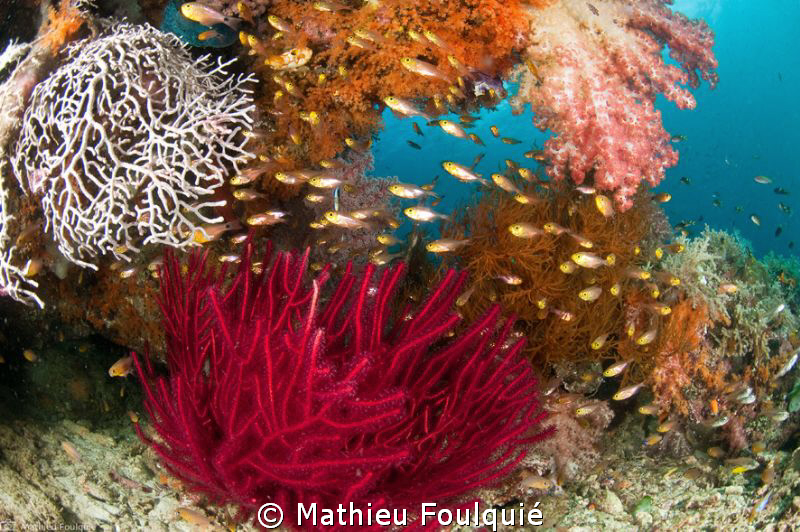 Raja Ampat by Mathieu Foulquié 