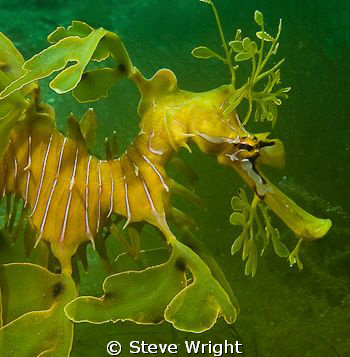 Leafy Seadragon,shot taken at Tumby Bay Sth Australia wit... by Steve Wright 